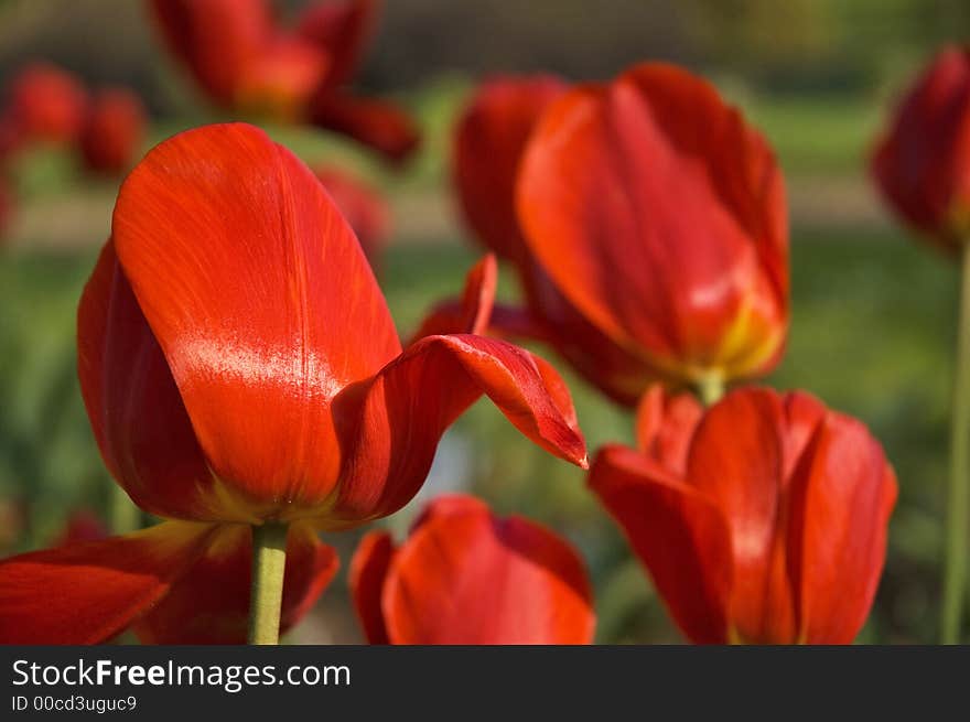 Red flowers