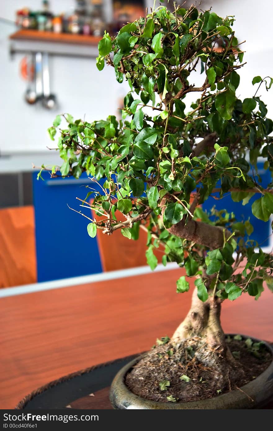 Little bonsai in a modern blu kitchen