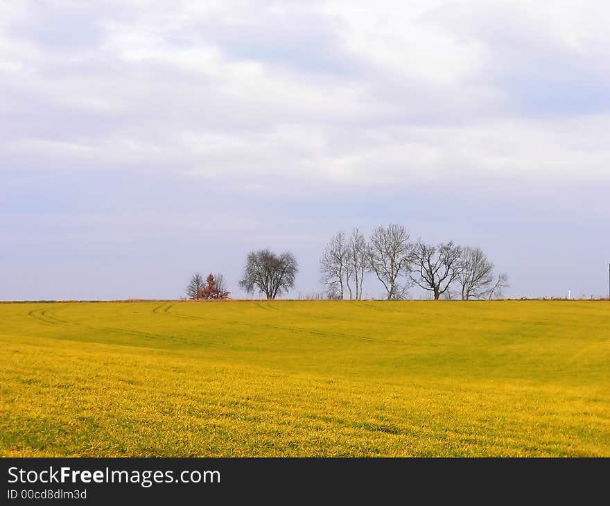 A field of yellow flower  in Germany, Baviera. A field of yellow flower  in Germany, Baviera