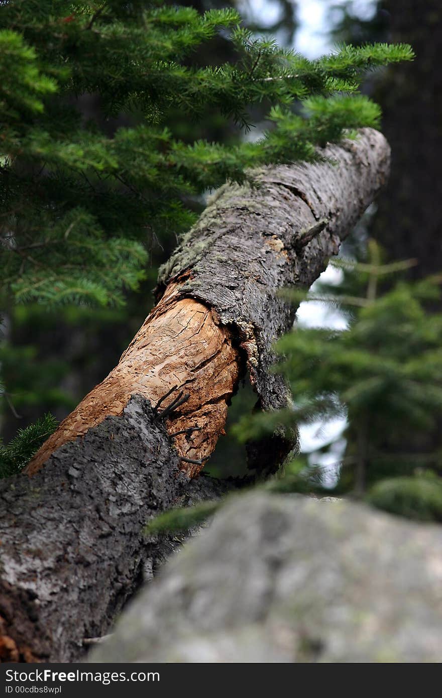 Fallen Tree In Forest