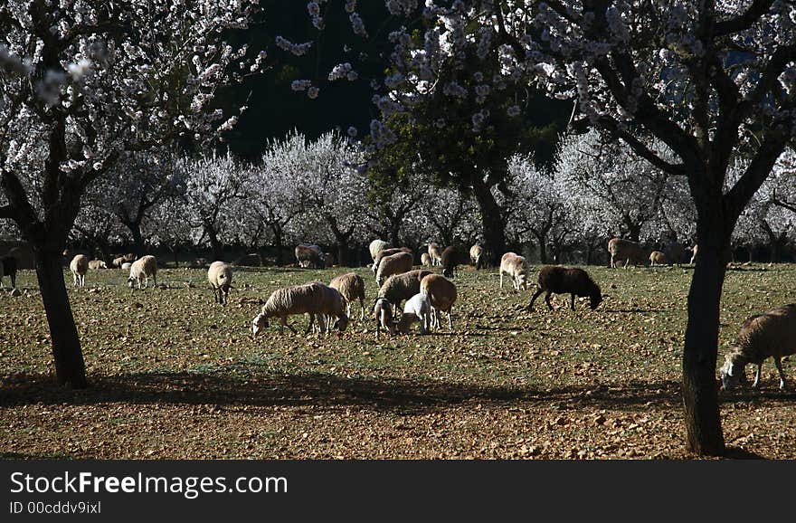 Ewes eating with almond tree in flower with blue sky of bottom