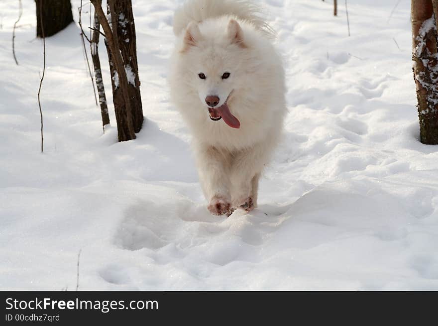 Samoed's dog in winter forest