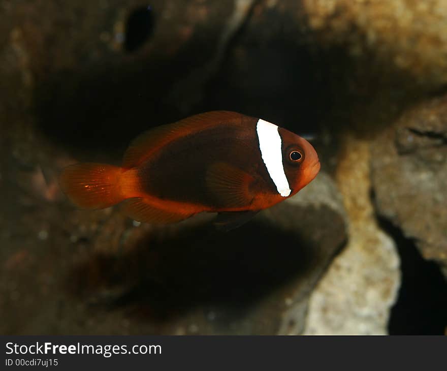 Orange Tomato Clown Fish Nemo Marine. Orange Tomato Clown Fish Nemo Marine