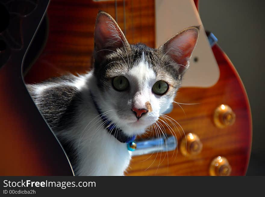 Cute kitten with white and brownish fur. Cute kitten with white and brownish fur