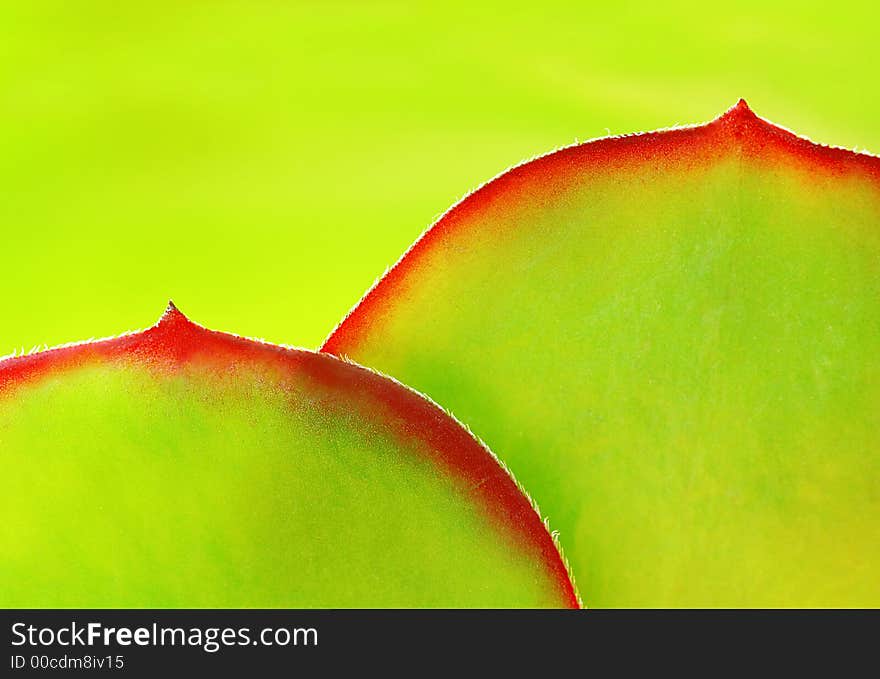 Close-up of two suculet leaves, backlit. Close-up of two suculet leaves, backlit.