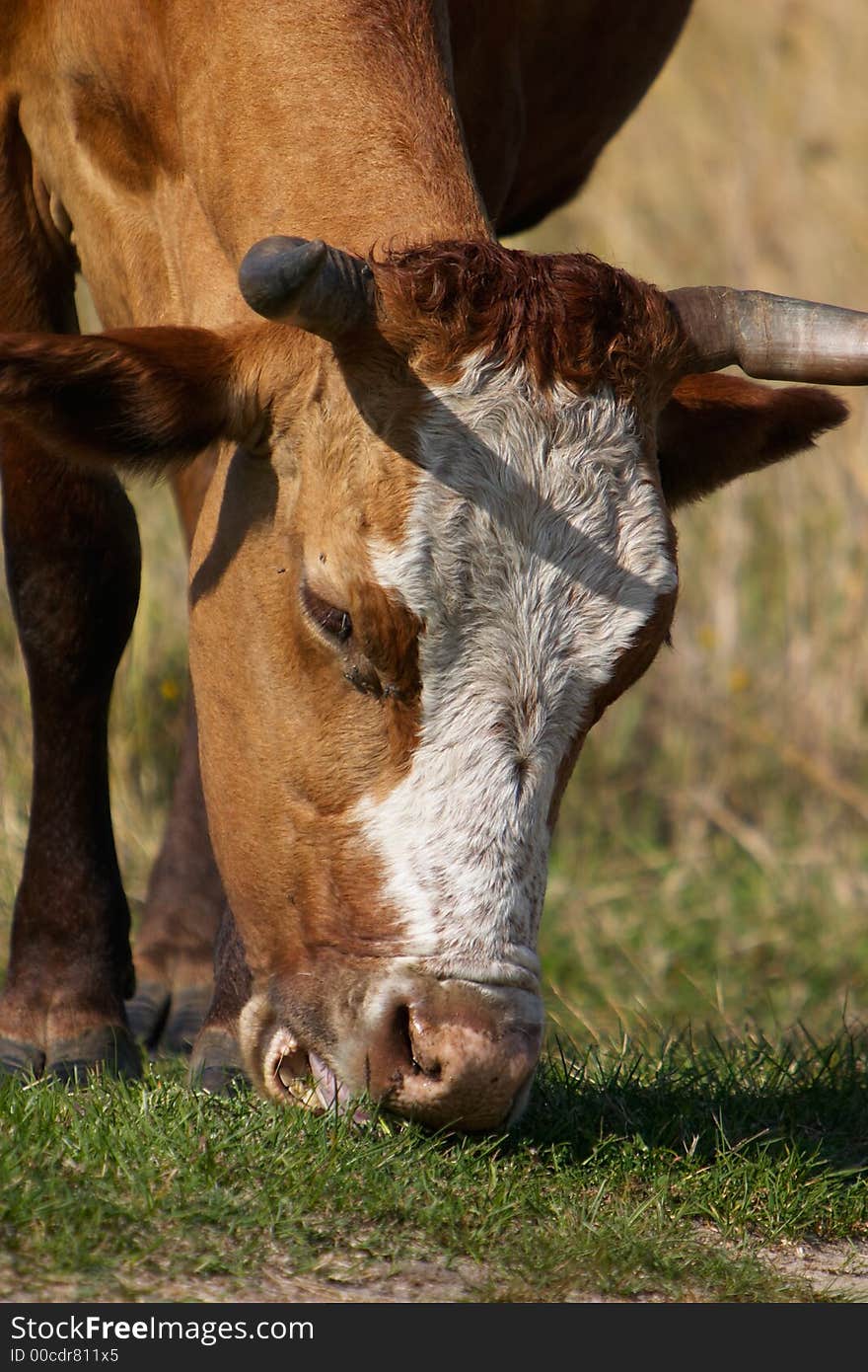 Cow eating the grass