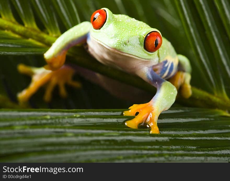 Frog - small animal with smooth skin and long legs that are used for jumping. Frogs live in or near water. / The Agalychnis callidryas, commonly know as the Red-eyed tree Frog is a small (50-75 mm / 2-3 inches) tree frog native to rainforests of Central America.