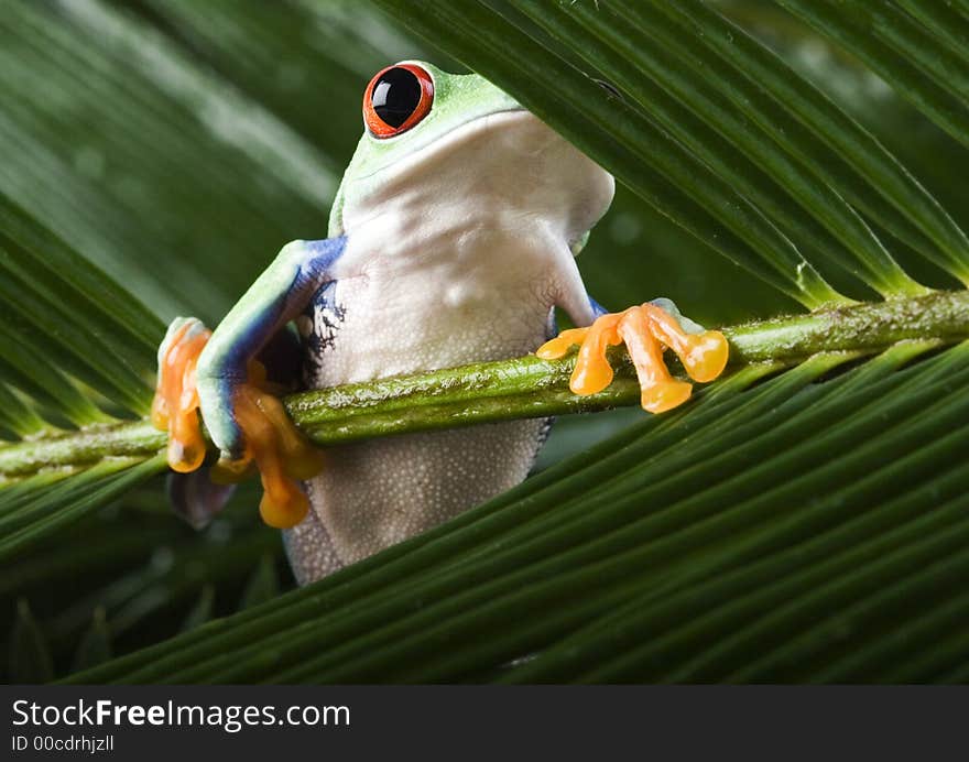 Red Eyed Leaf Frog