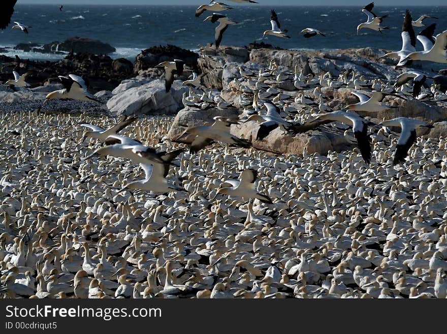 A flock of gannets at Bird Island , Lamberts Bay, South Africa. A flock of gannets at Bird Island , Lamberts Bay, South Africa.