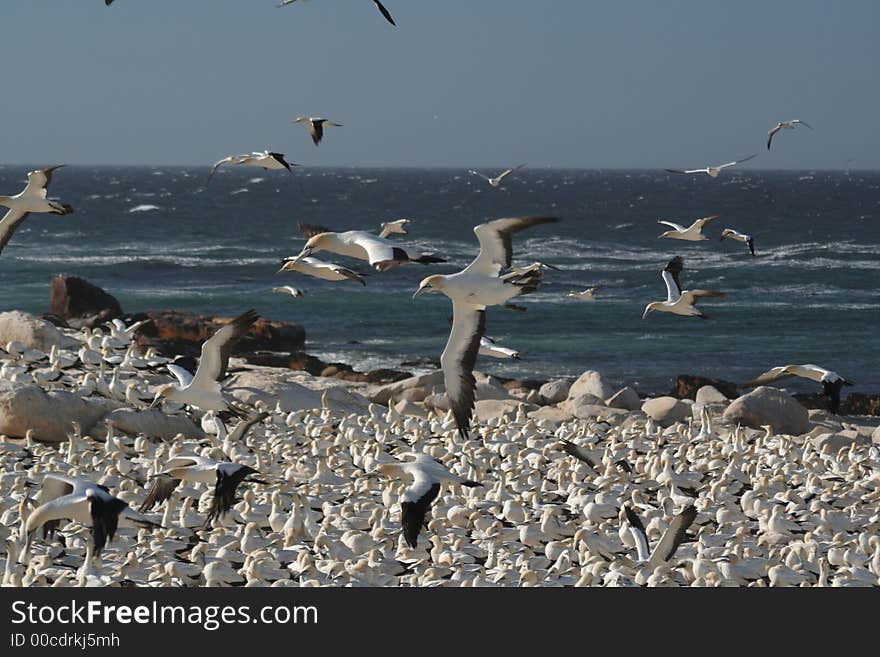 Cape gannets, Lamberts Bay 4