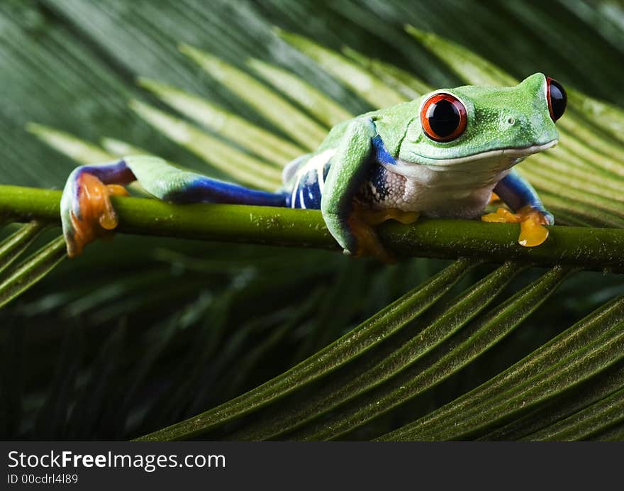 Red eyed leaf frog