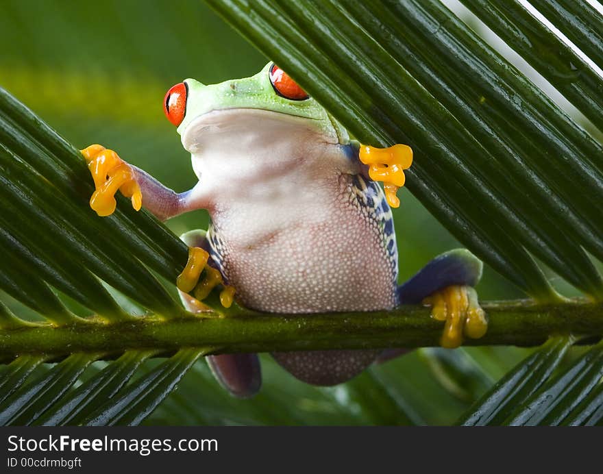 Red eyed leaf frog