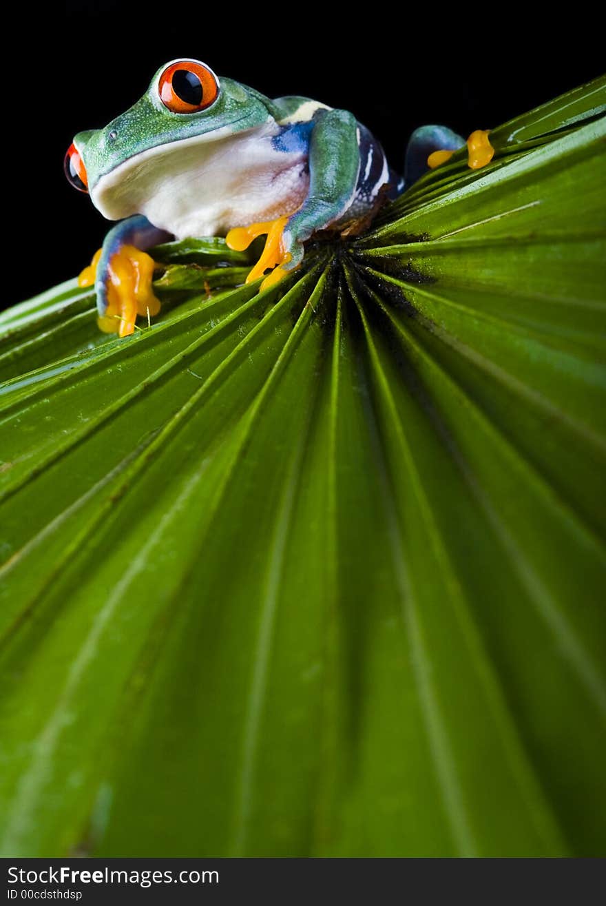 Frog - small animal with smooth skin and long legs that are used for jumping. Frogs live in or near water. / The Agalychnis callidryas, commonly know as the Red-eyed tree Frog is a small (50-75 mm / 2-3 inches) tree frog native to rainforests of Central America.