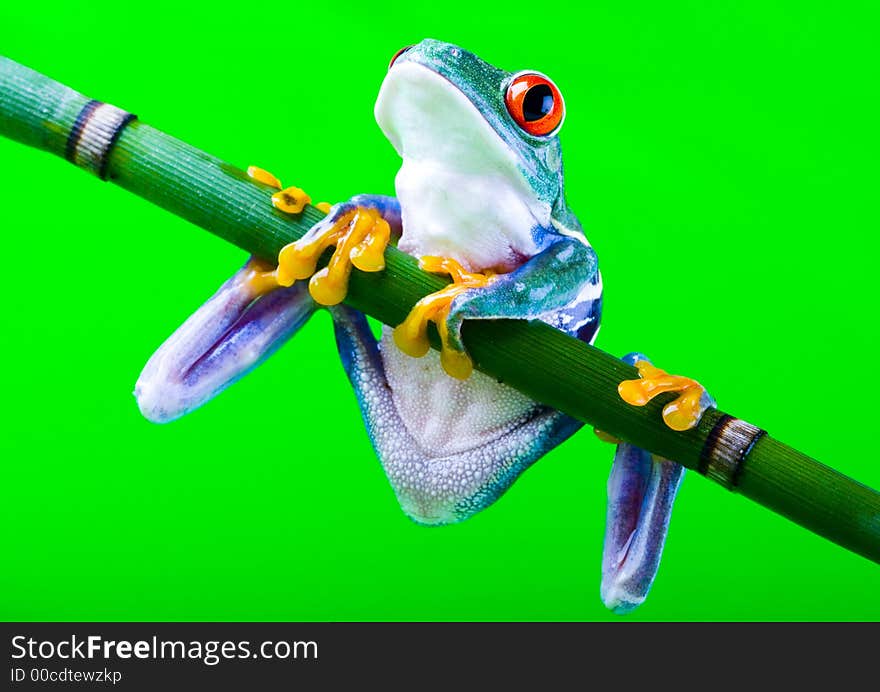 Frog - small animal with smooth skin and long legs that are used for jumping. Frogs live in or near water. / The Agalychnis callidryas, commonly know as the Red-eyed tree Frog is a small (50-75 mm / 2-3 inches) tree frog native to rainforests of Central America.