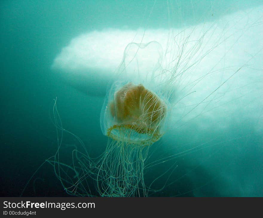 Jellyfish Iceberg