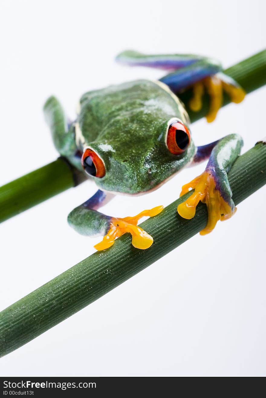 Frog - small animal with smooth skin and long legs that are used for jumping. Frogs live in or near water. / The Agalychnis callidryas, commonly know as the Red-eyed tree Frog is a small (50-75 mm / 2-3 inches) tree frog native to rainforests of Central America. Frog - small animal with smooth skin and long legs that are used for jumping. Frogs live in or near water. / The Agalychnis callidryas, commonly know as the Red-eyed tree Frog is a small (50-75 mm / 2-3 inches) tree frog native to rainforests of Central America.