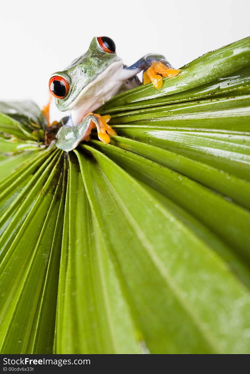 Red eyed tree frog