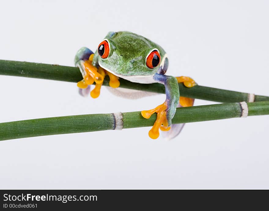 Red eyed tree frog