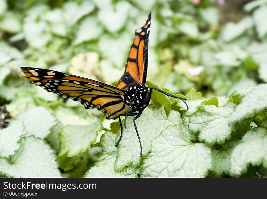 A butterfly on a leaf