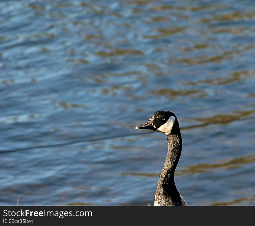 Goose from the neck up looking at water. Room for copy space. Goose from the neck up looking at water. Room for copy space