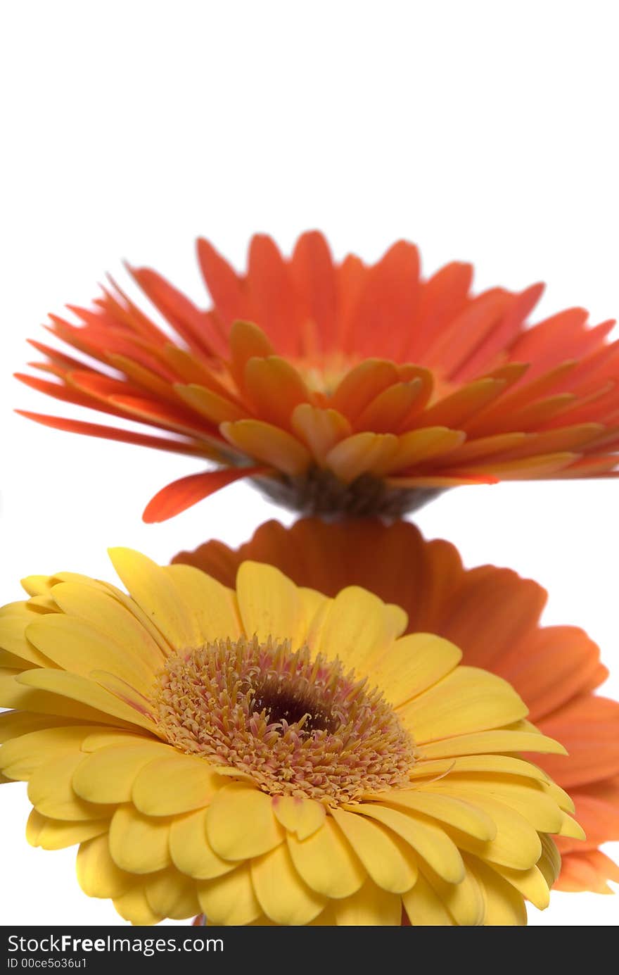 Flowers isolated on white background