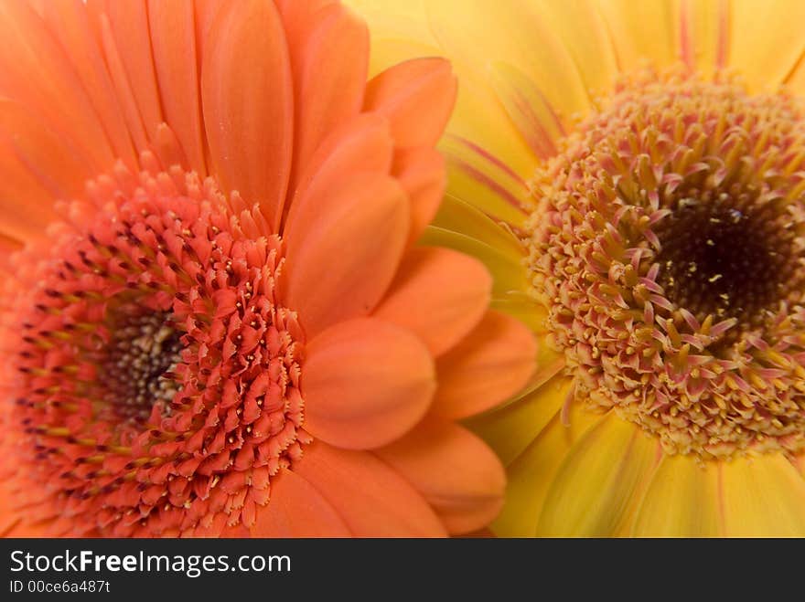 Flowers isolated on white background