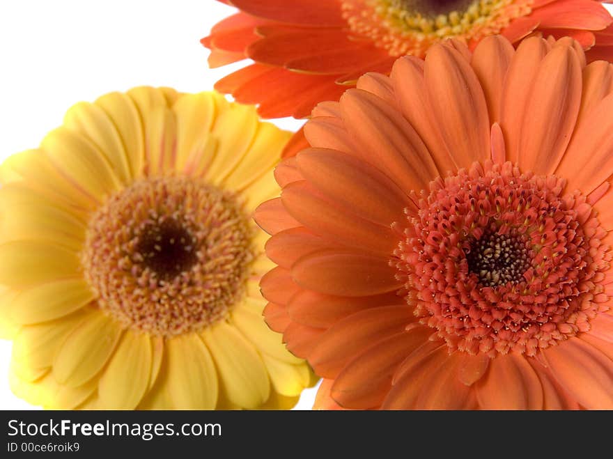 Flowers background texture iosolated on white background