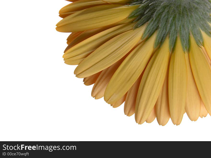 Flower isolated on white background