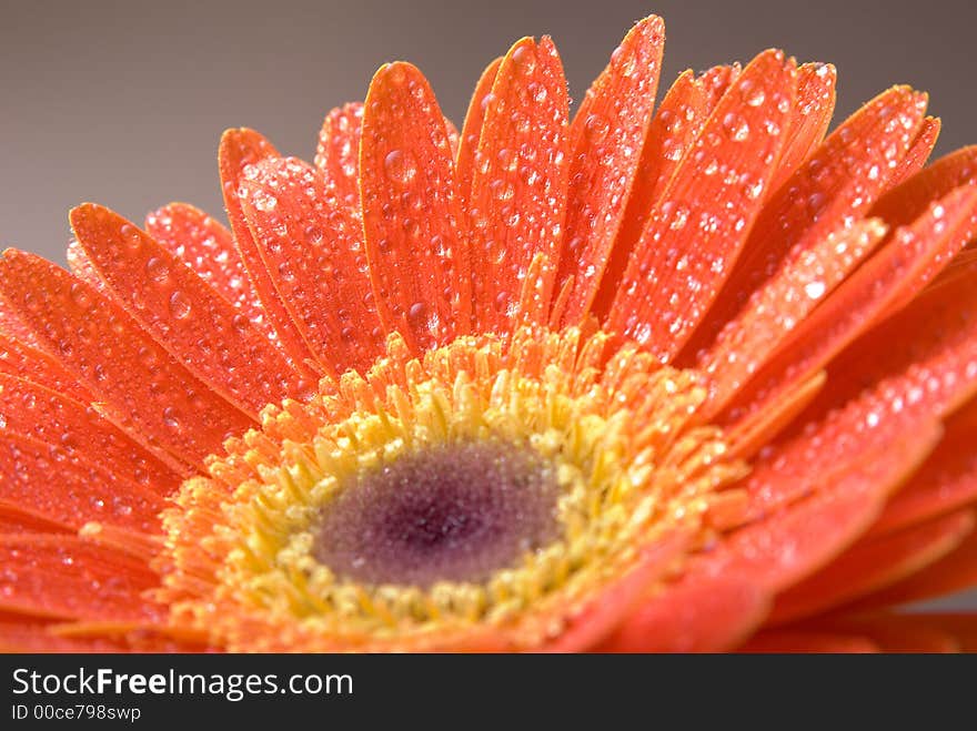 Beauty wet flower background texture. Beauty wet flower background texture