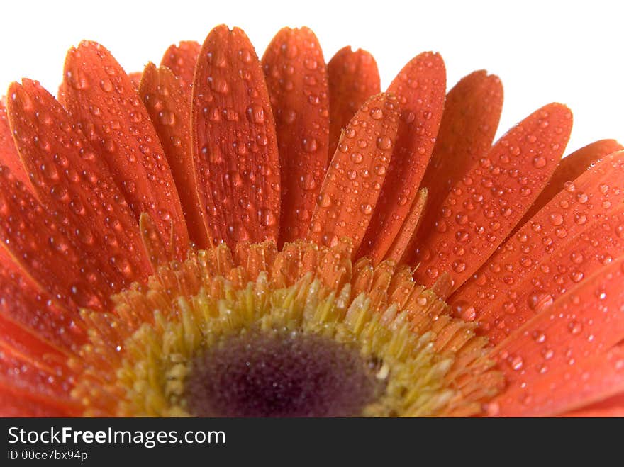 Flower background texture. Close up.