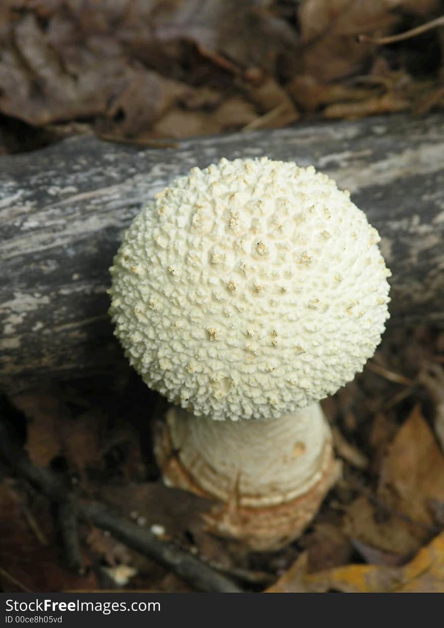 White cap Convex Mushroom in woods