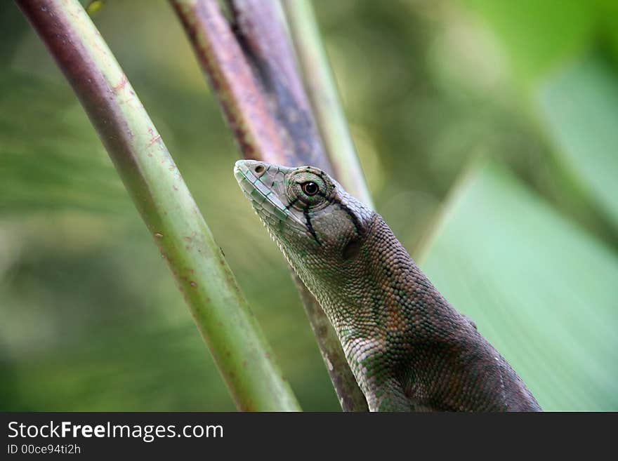 LIzard looking staight to camera