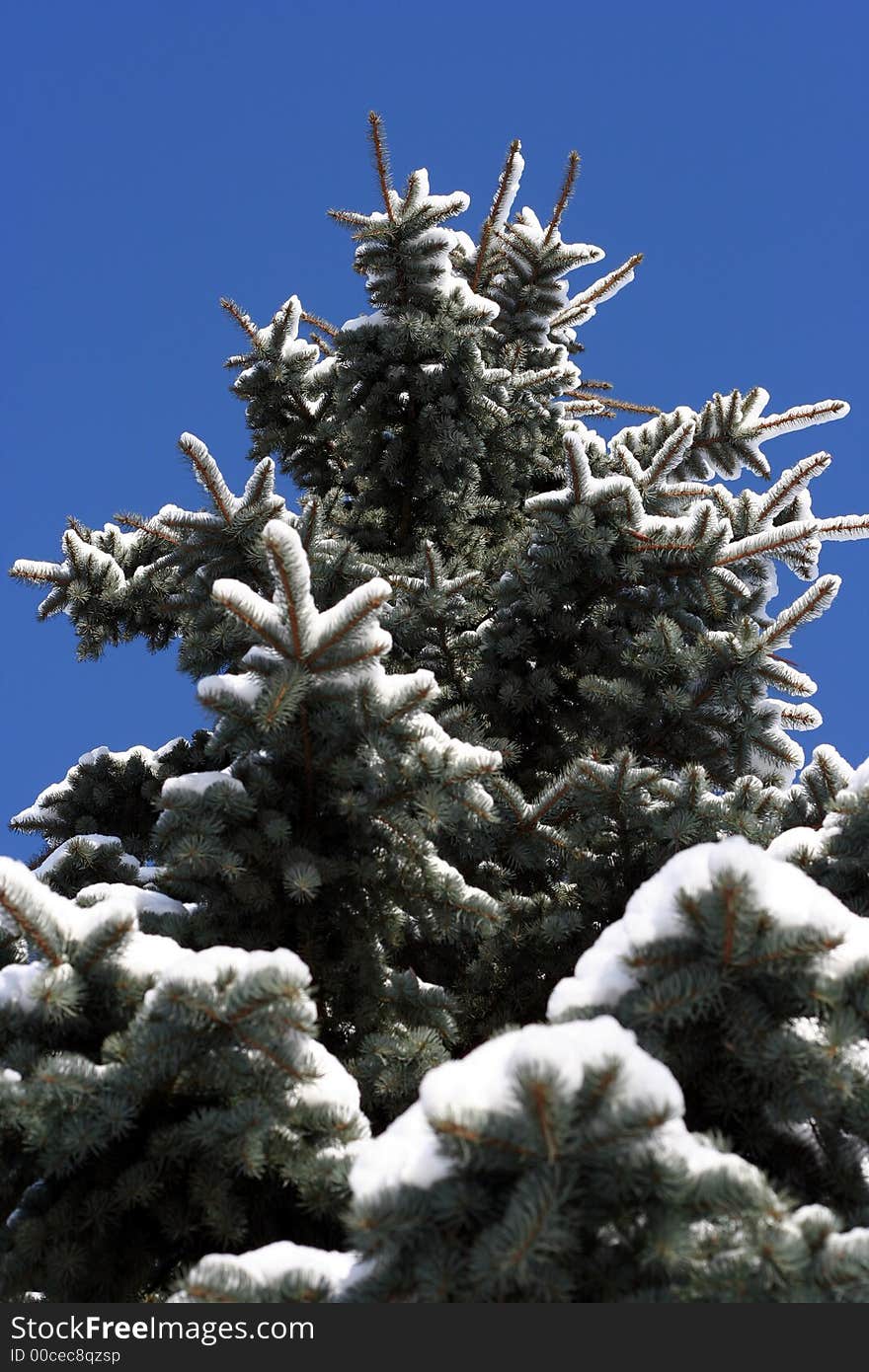 Snowy winter tree on a blue sky background. Snowy winter tree on a blue sky background