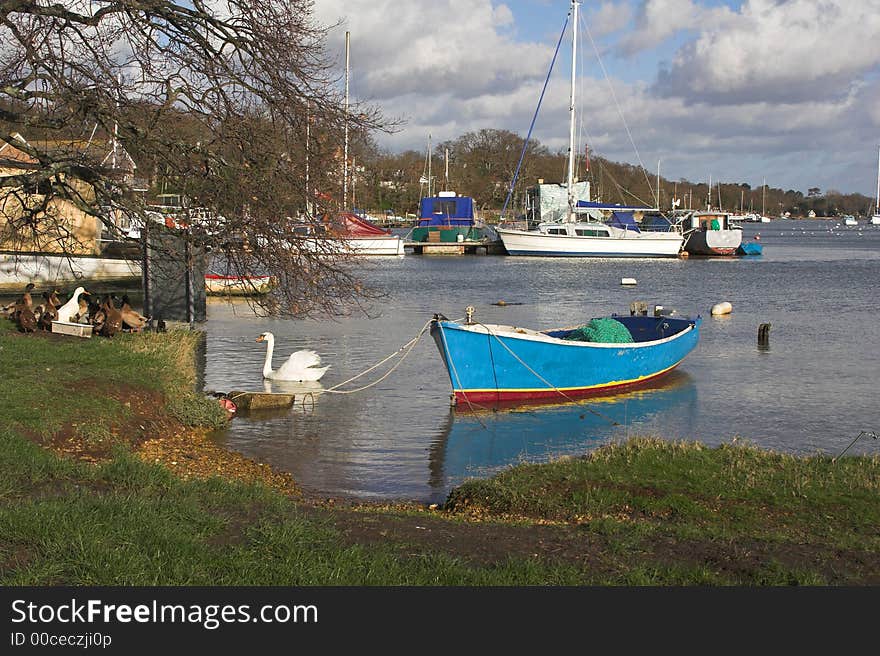 Ducks & swans by river inlet