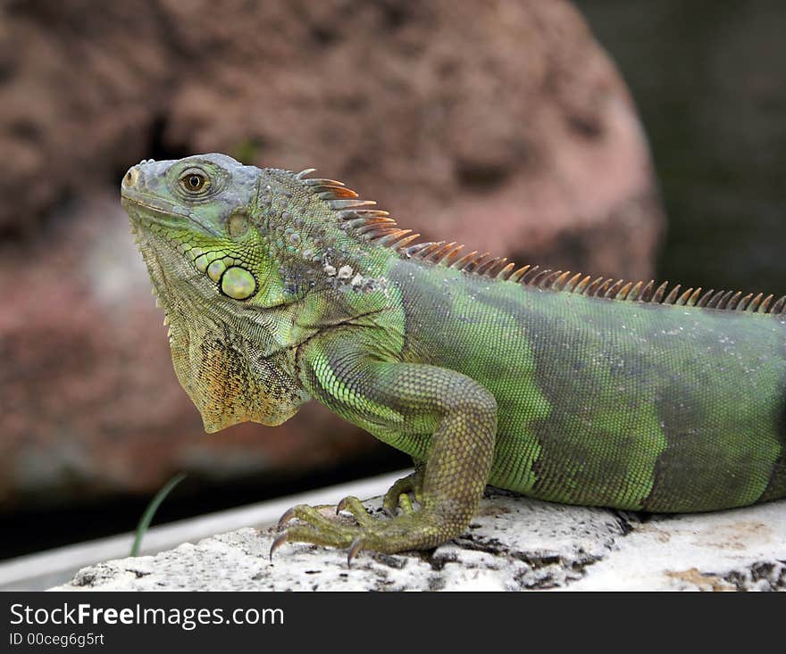 Green Iguana