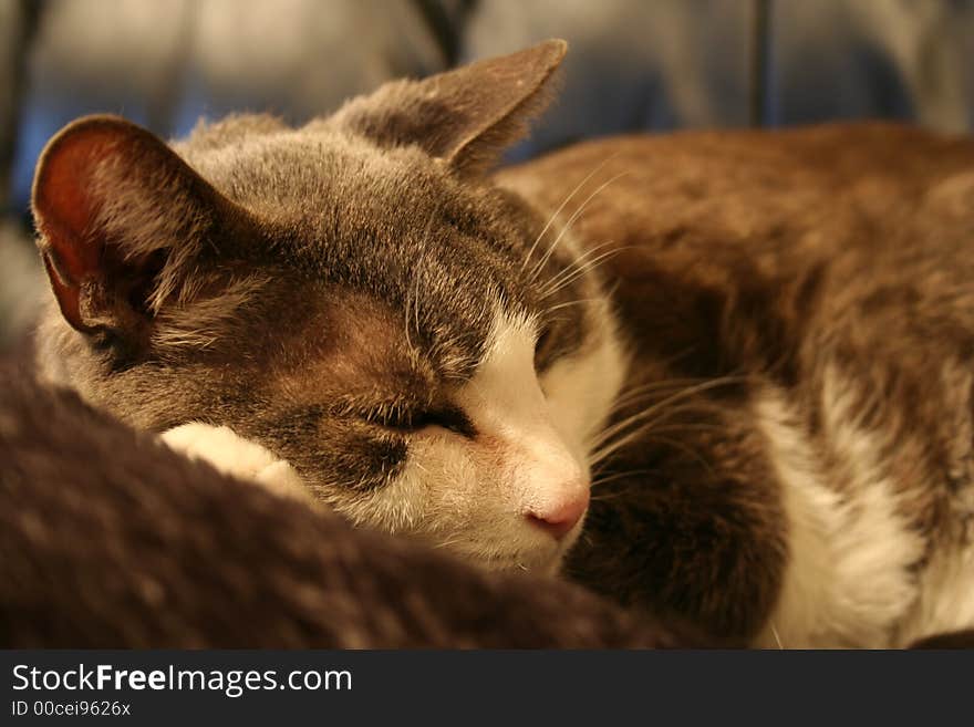 A Gray house cat on a black leather couch. A Gray house cat on a black leather couch