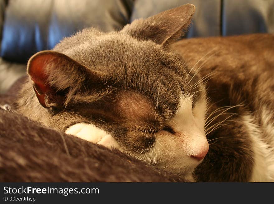 A Gray house cat on a black leather couch. A Gray house cat on a black leather couch