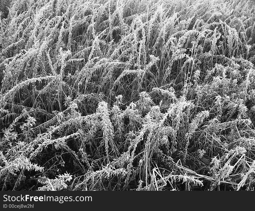 Some plant coverd with ice