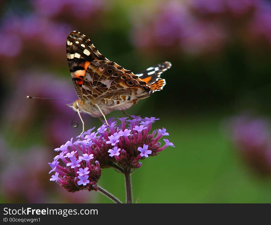 Landscaping in the city attracts butterflies to purple flowers. Landscaping in the city attracts butterflies to purple flowers.