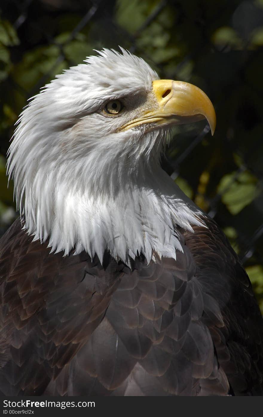 Eagle in Cage