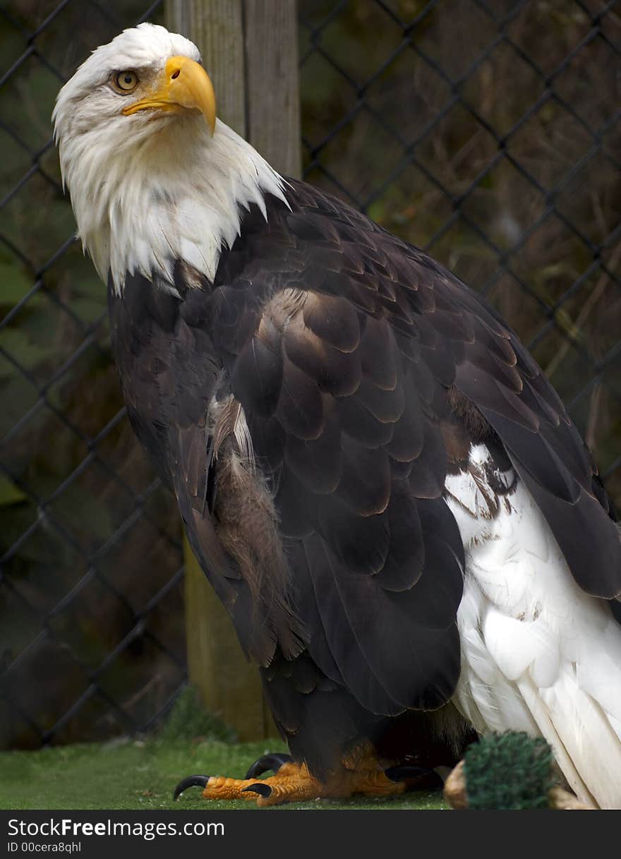 Eagle In Captivity