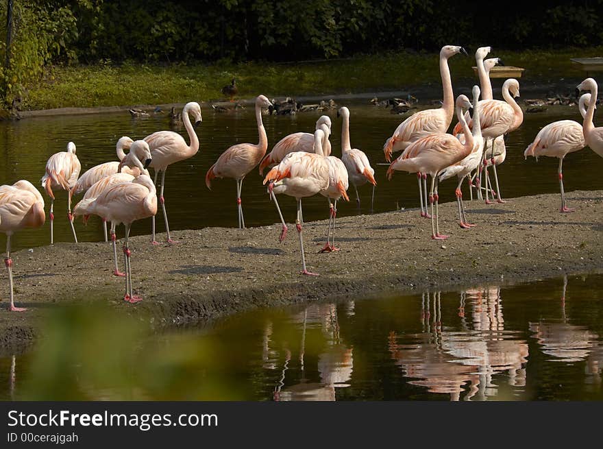 Flamingos At Sunset