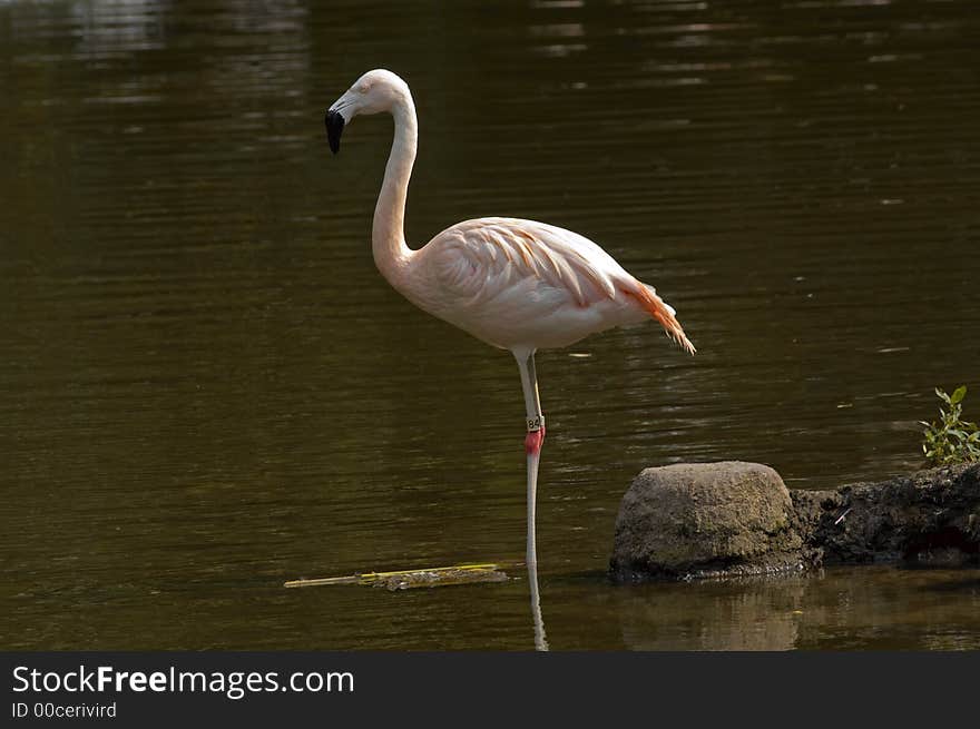 Flamingo Standing