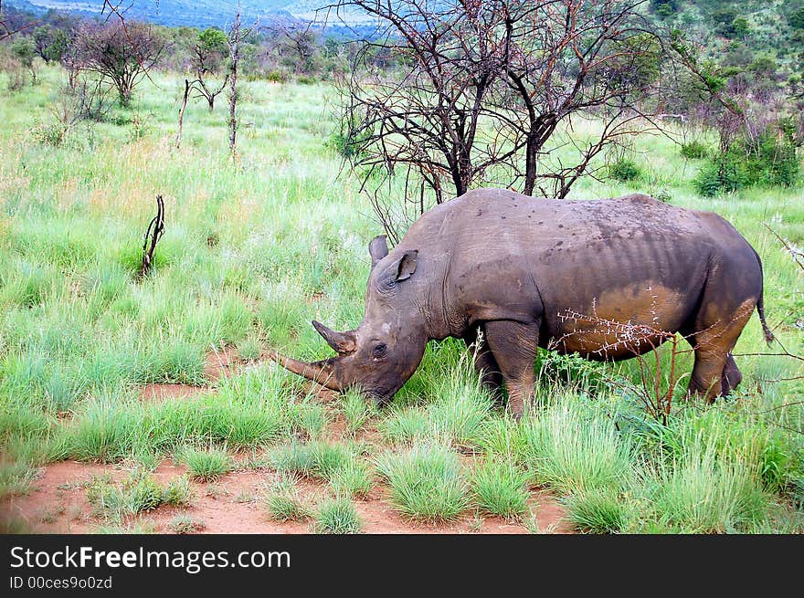 Rhinoceros-mud on his belly and legs-threatening pose-green grass around-trees on background. Rhinoceros-mud on his belly and legs-threatening pose-green grass around-trees on background