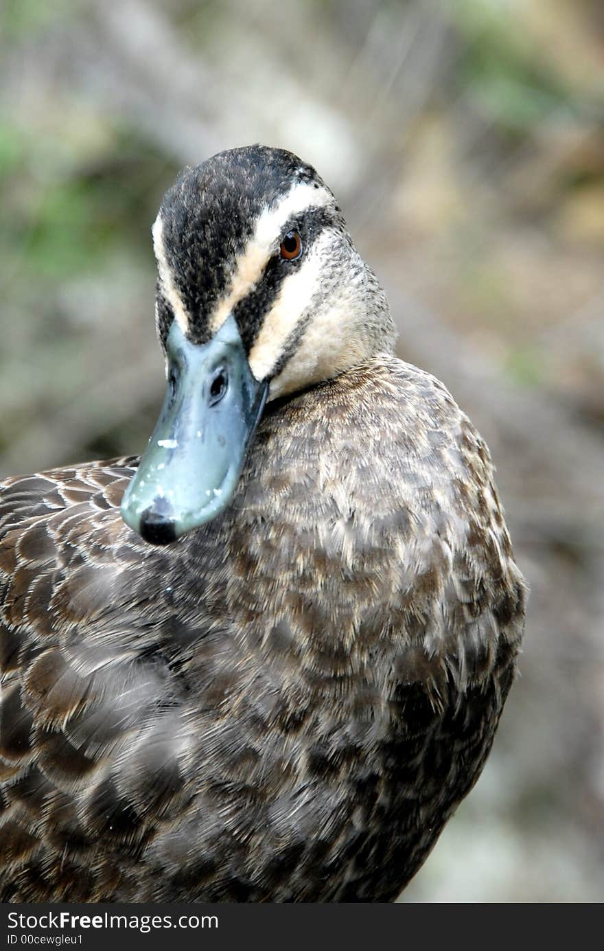 Curious Duck