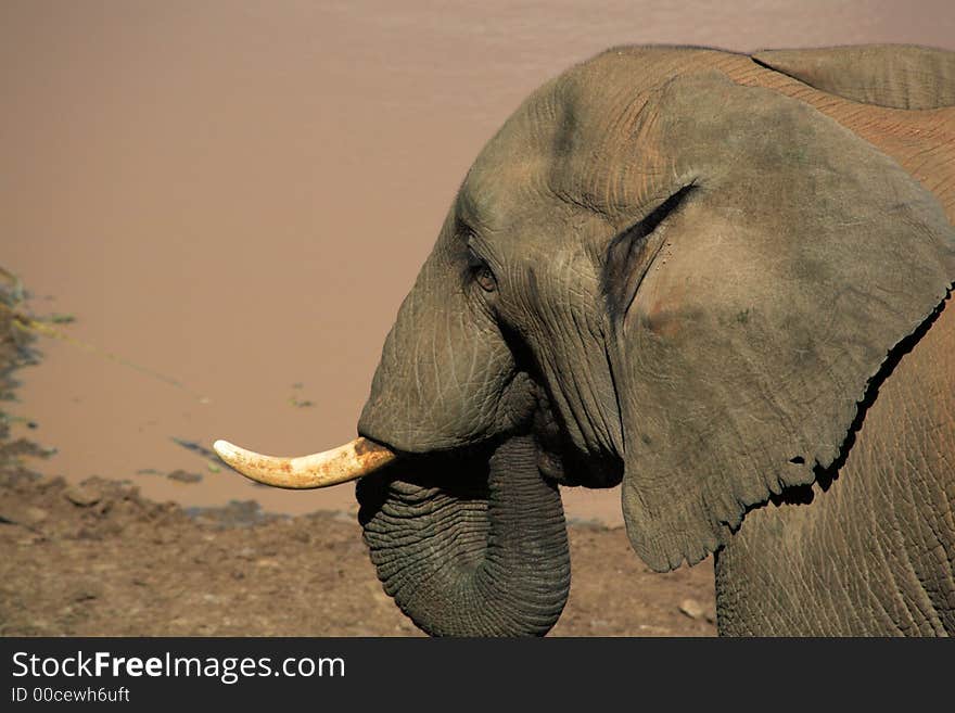 Elephant drinking from a waterhole