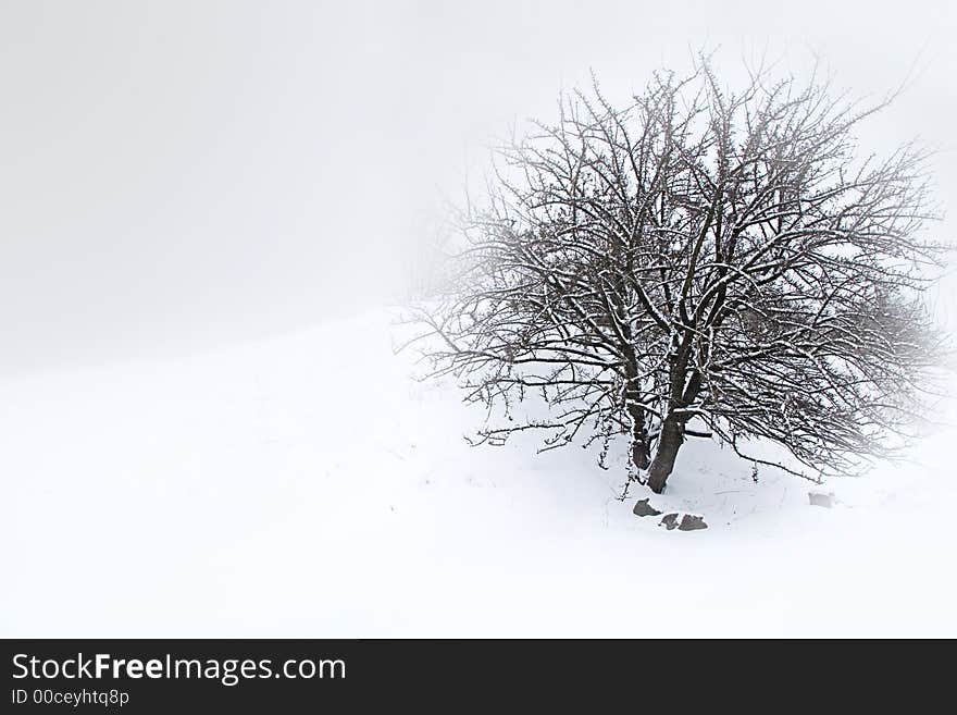 Winter Landscape