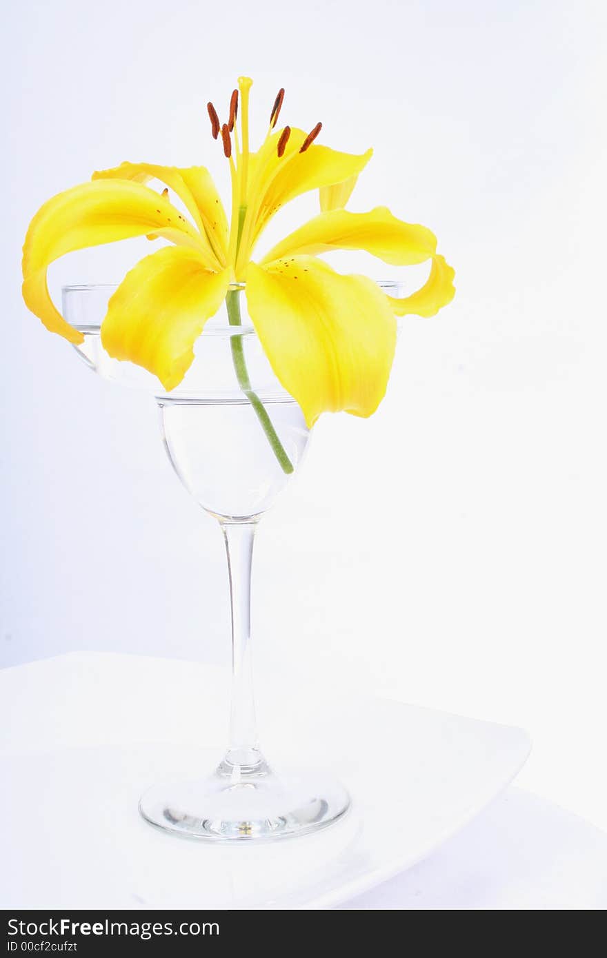 Bright yellow lily in a margarita glass on a white plate. Bright yellow lily in a margarita glass on a white plate