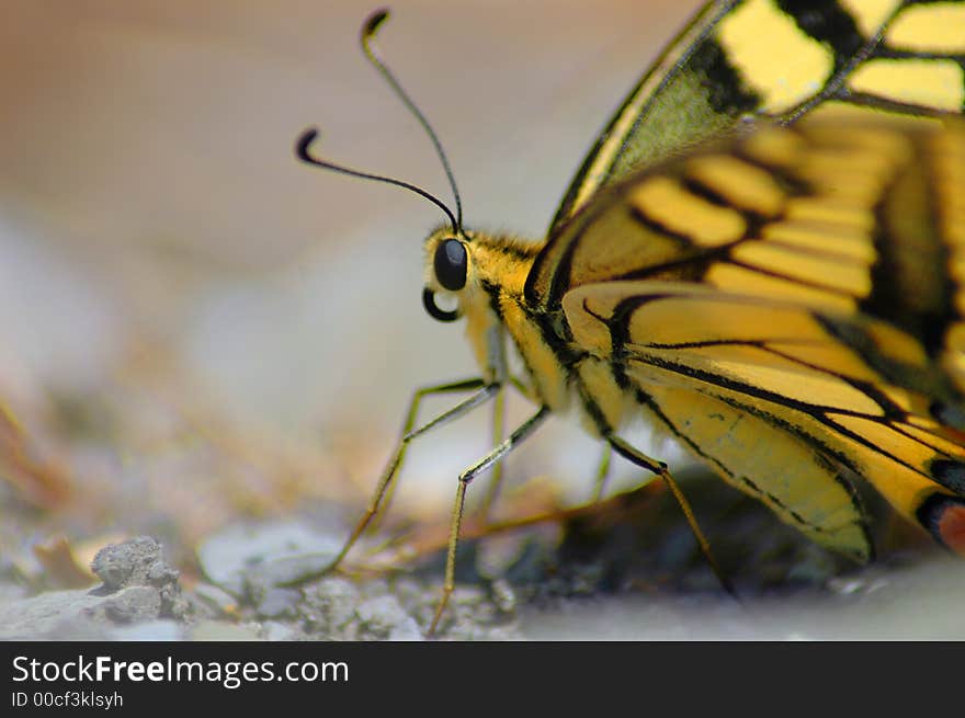 Butterfly Machaon 2