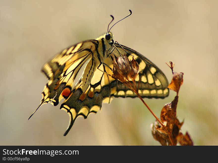 Butterfly Machaon 3